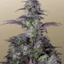 Семена конопли Original AUTO BLUEBERRY от Fast Buds